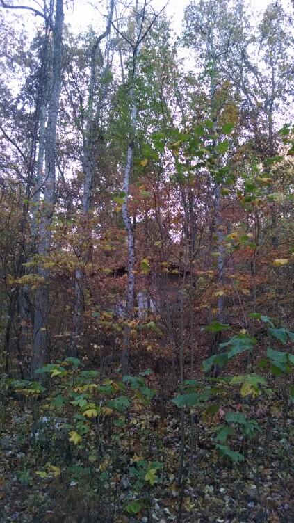 1233 Cherokee Ridge Road Pikeville, TN 37367 - Photo 2 of 6 73b7ff1eff926b67744be31e4b399266