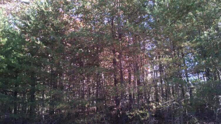 1233 Cherokee Ridge Road Pikeville, TN 37367 - Photo 3 of 6 831384dc2656004924545d3a7d25d087