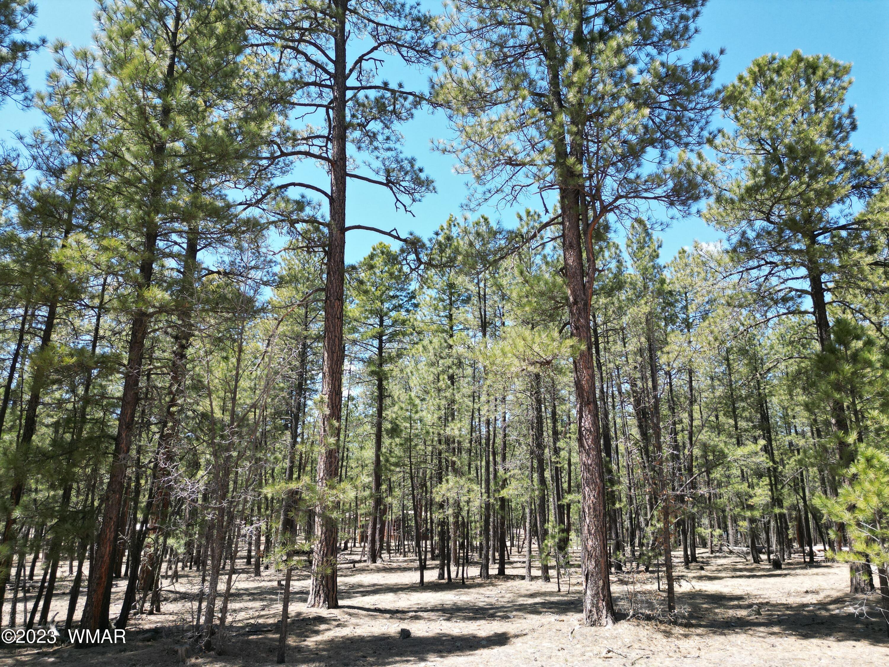 11 County Road Alpine, AZ 85920 - Photo 2 of 12