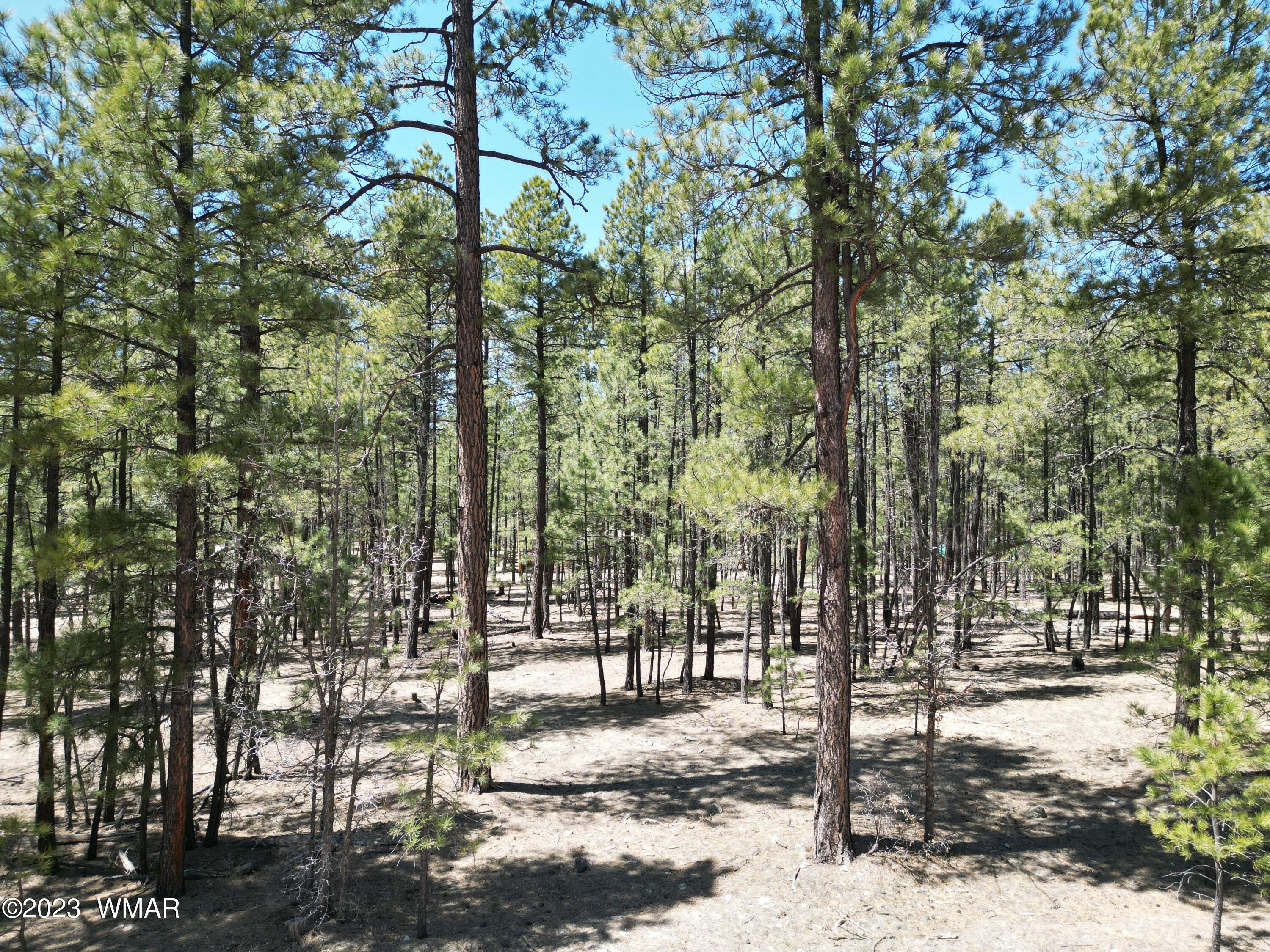 11 County Road Alpine, AZ 85920 - Photo 3 of 12