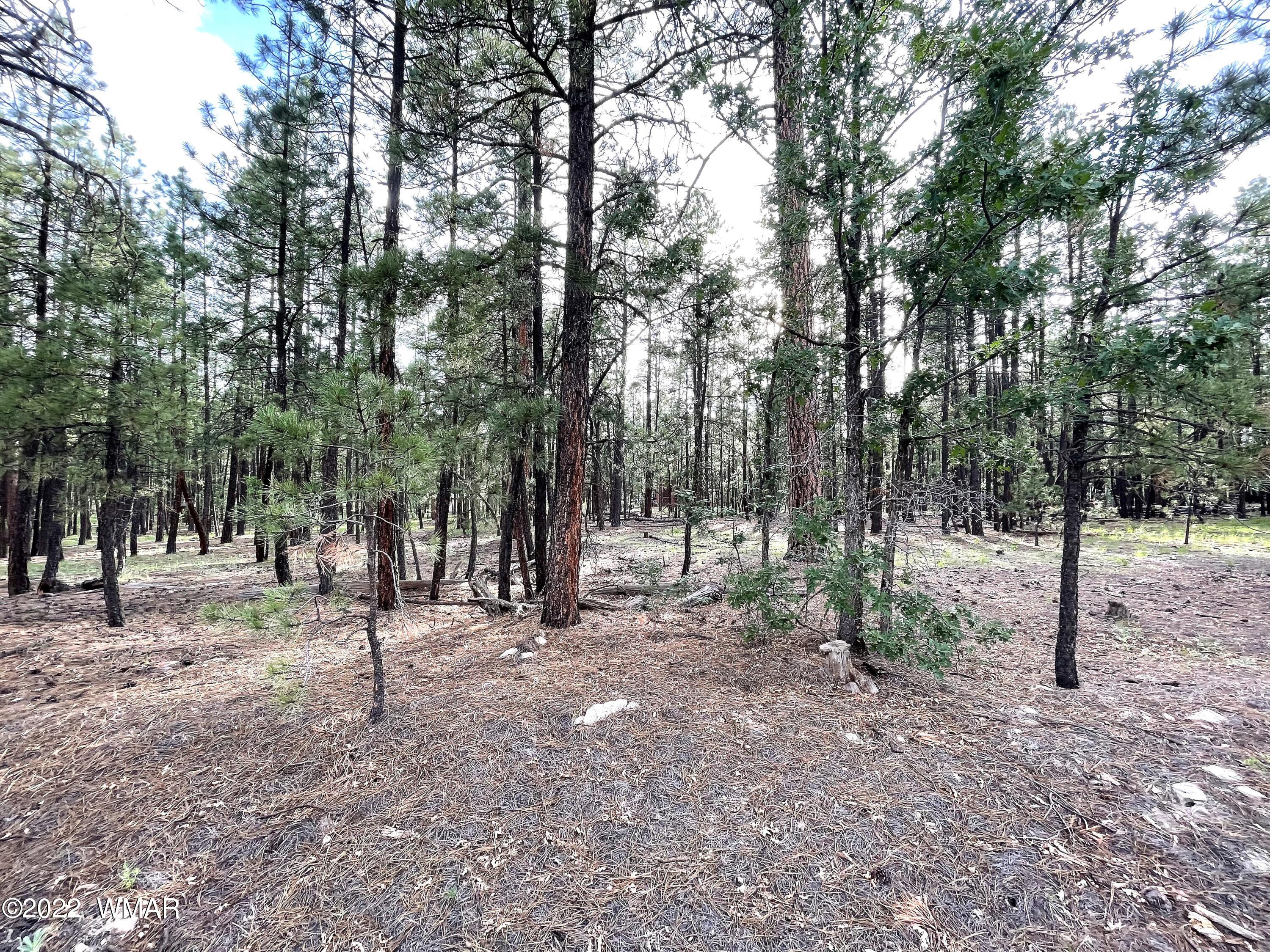 11 County Road Alpine, AZ 85920 - Photo 4 of 12