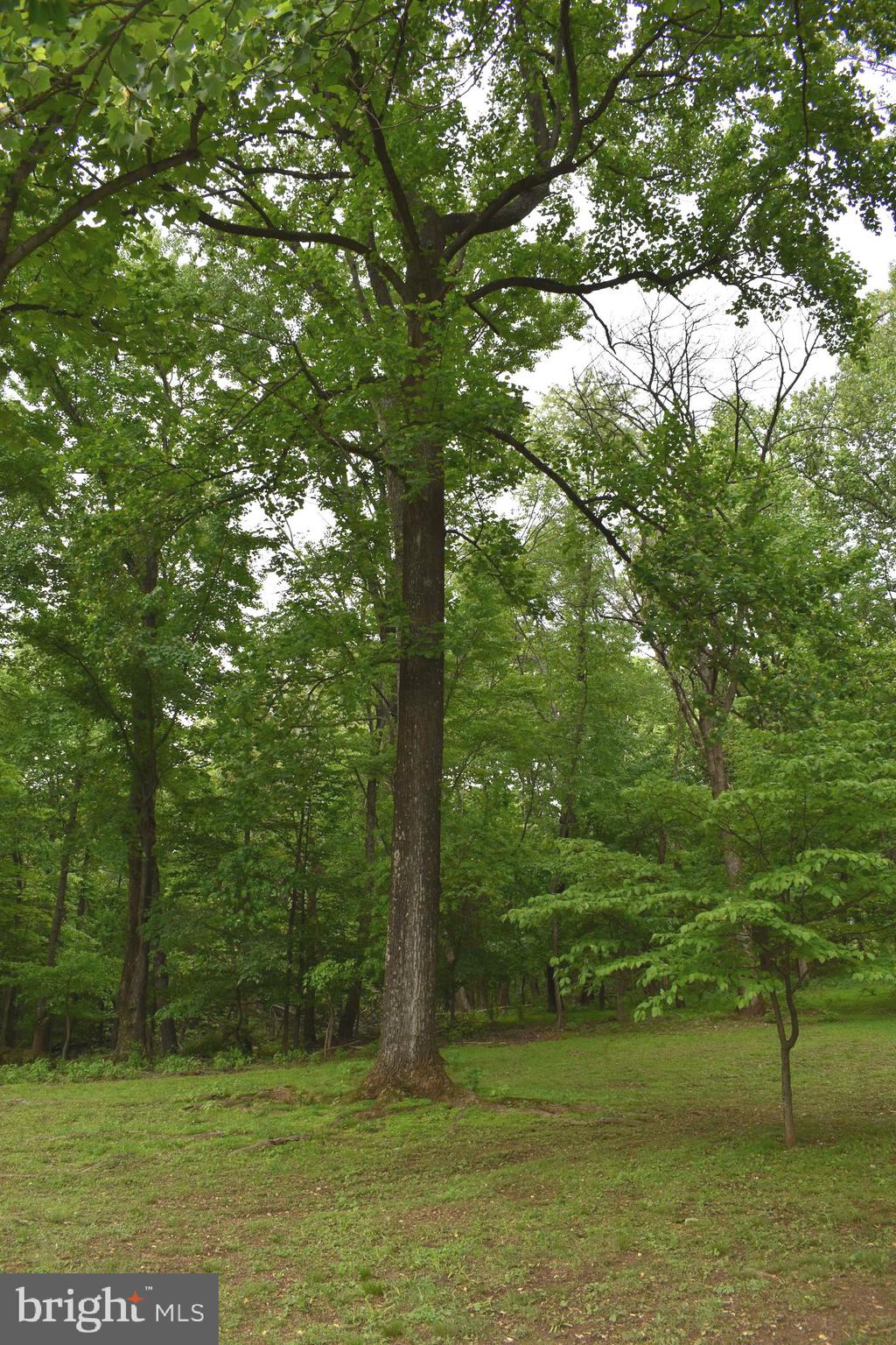 18166 Morgan Pine Road Knoxville, MD 21758 - Photo 54 of 69 View