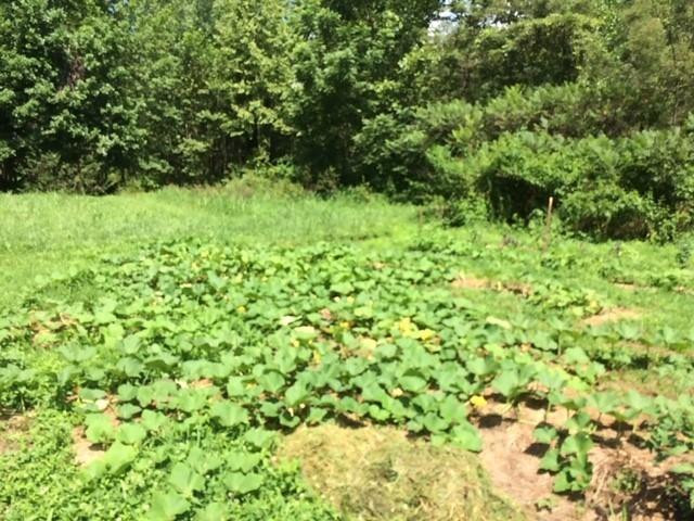 2392 Disputanta Road Mount Vernon, KY 40456 - Photo 22 of 23 Photo 22