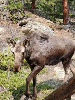 $750,000 | 179 Spruce Way, Black Hawk, CO 80422