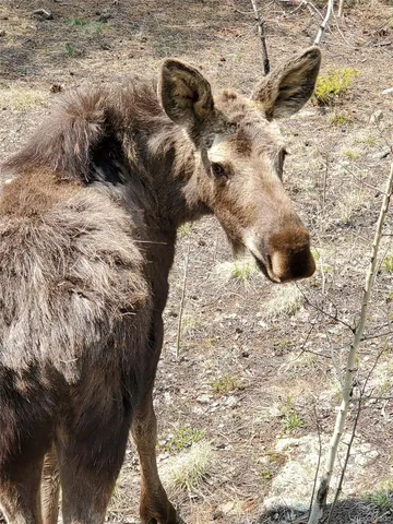 $750,000 | 179 Spruce Way, Black Hawk, CO 80422