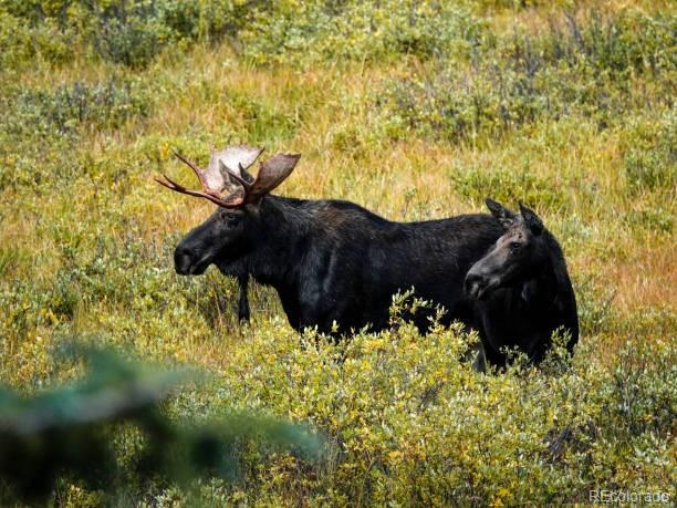 27292 Ridge Trail Conifer, CO 80433 - Photo 12 of 32 a view of table and chairs in a yard