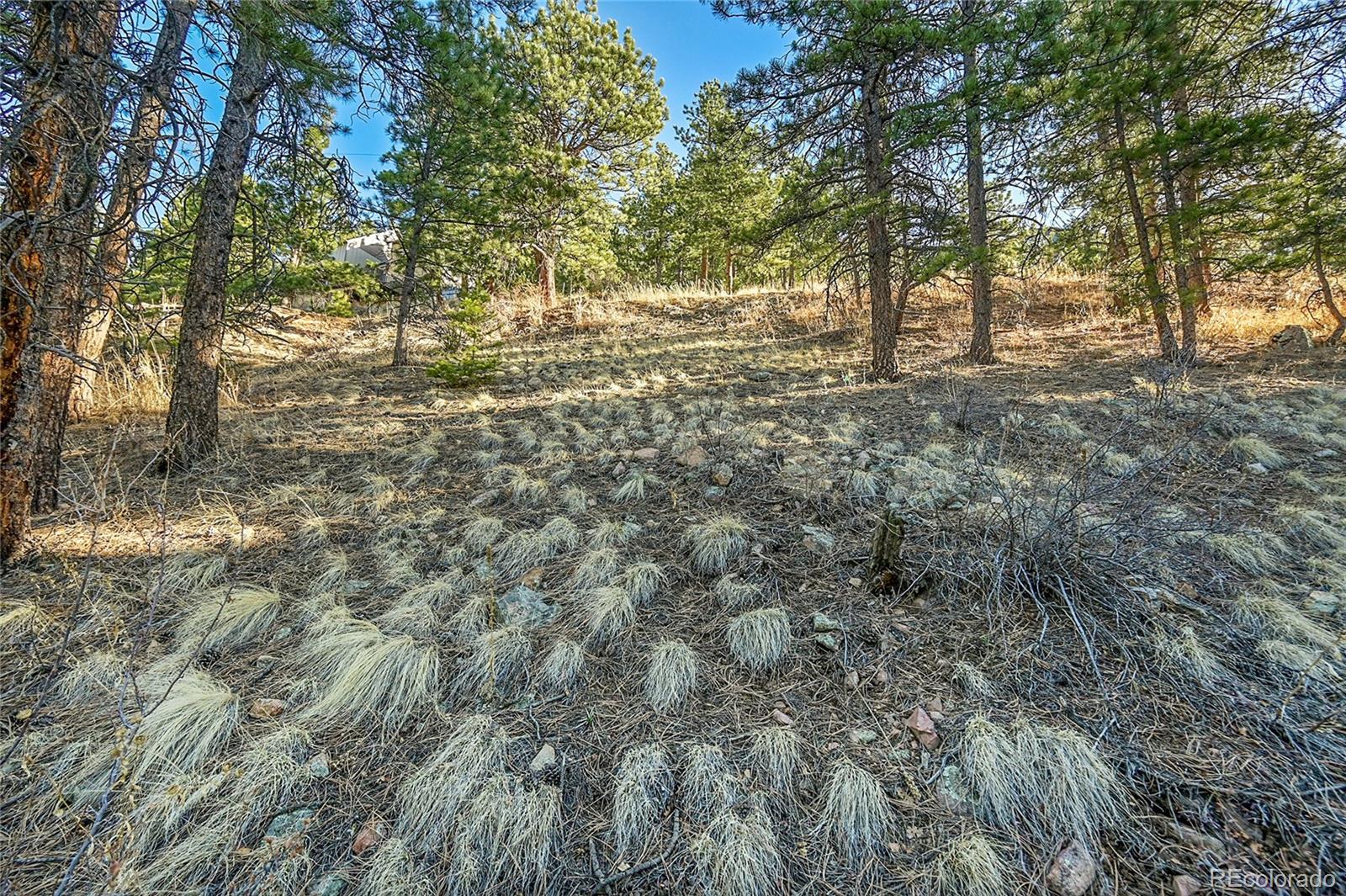 27292 Ridge Trail Conifer, CO 80433 - Photo 17 of 32 a view of yard with trees