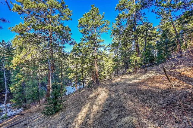 a view of a forest with trees in the background