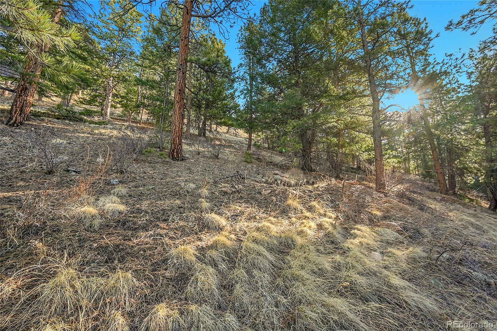 27292 Ridge Trail Conifer, CO 80433 - Photo 23 of 32 a view of a forest with trees in the background