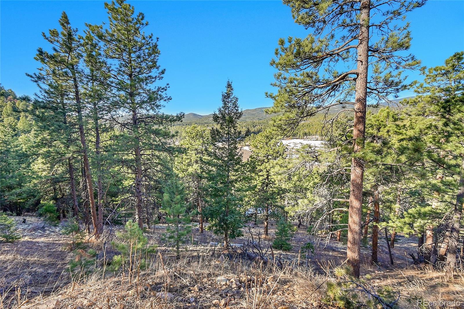 27292 Ridge Trail Conifer, CO 80433 - Photo 6 of 32 a view of a forest with trees