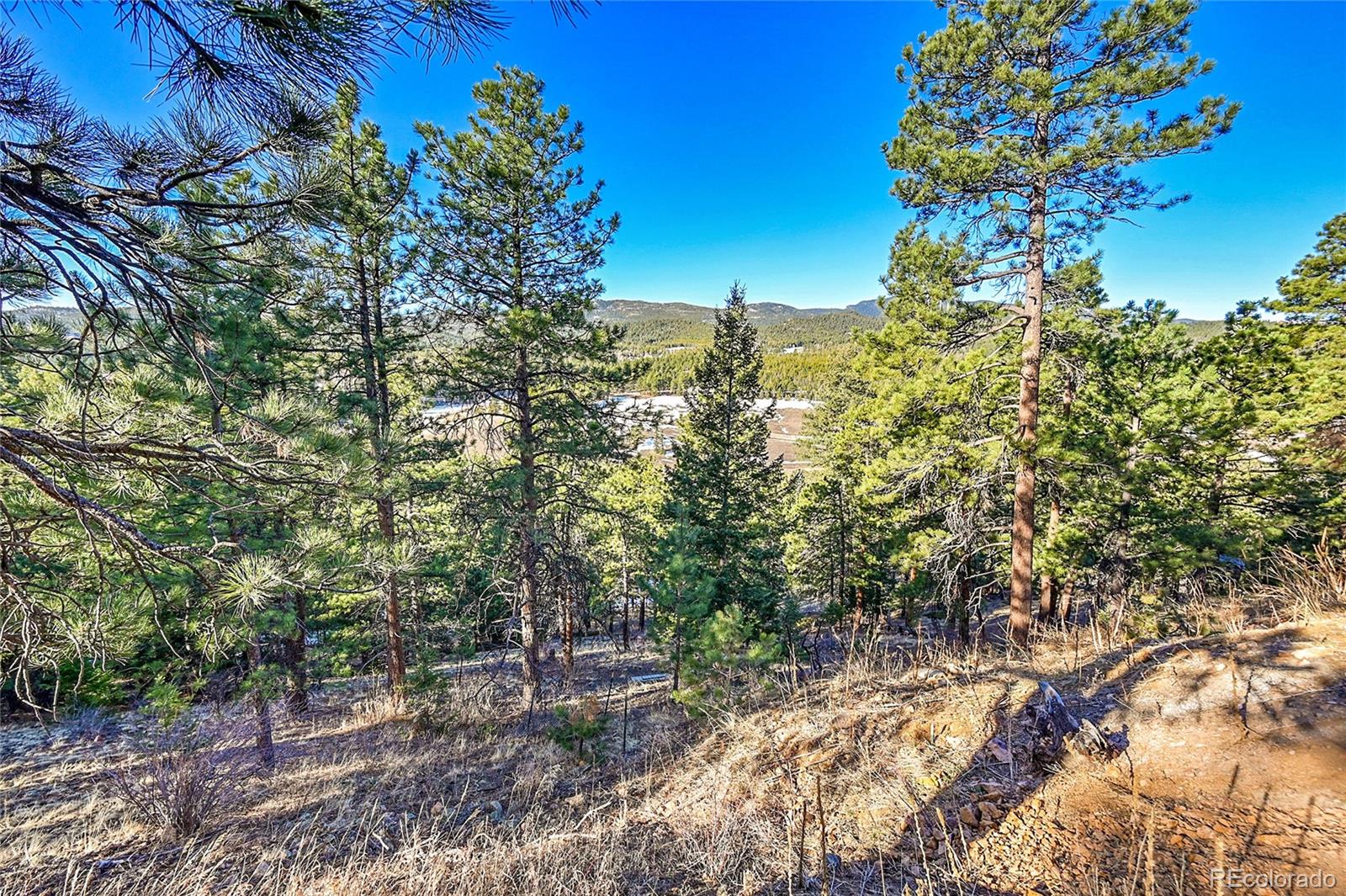 27292 Ridge Trail Conifer, CO 80433 - Photo 7 of 32 a view of a yard with a tree