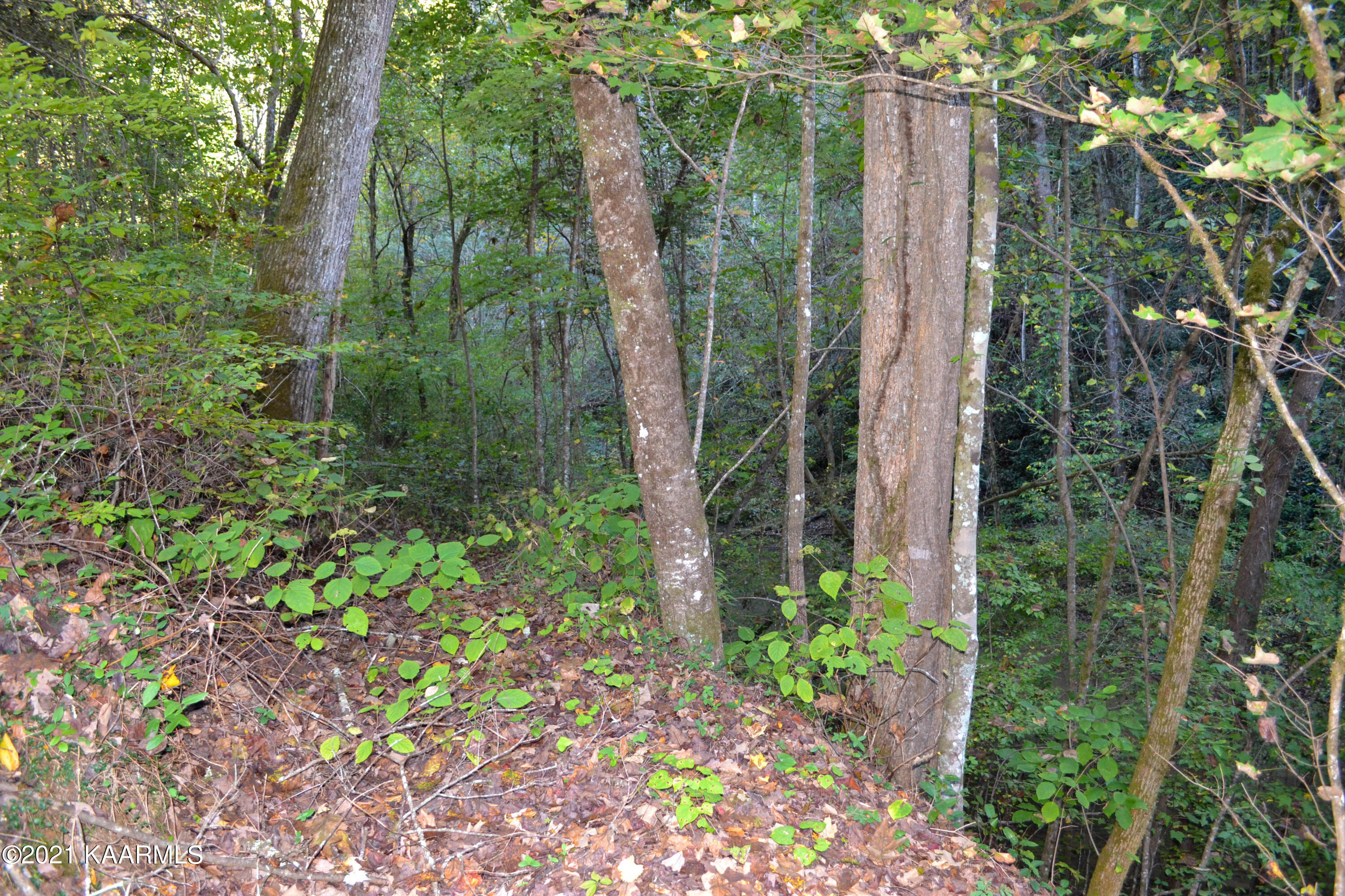 1902 Wears Valley Road Sevierville, TN 37862 - Photo 30 of 48 DSC_0170