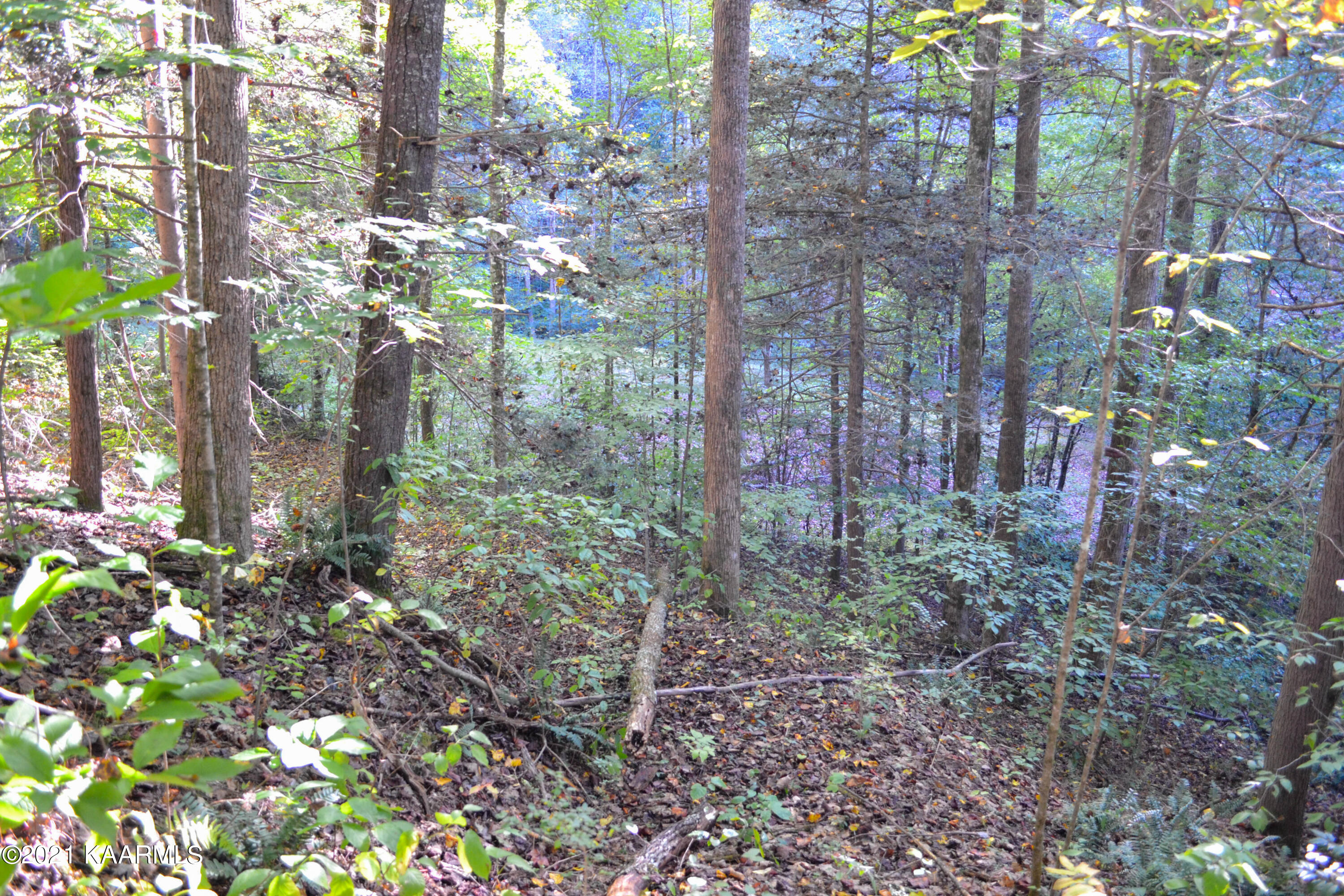 1902 Wears Valley Road Sevierville, TN 37862 - Photo 42 of 48 DSC_0182