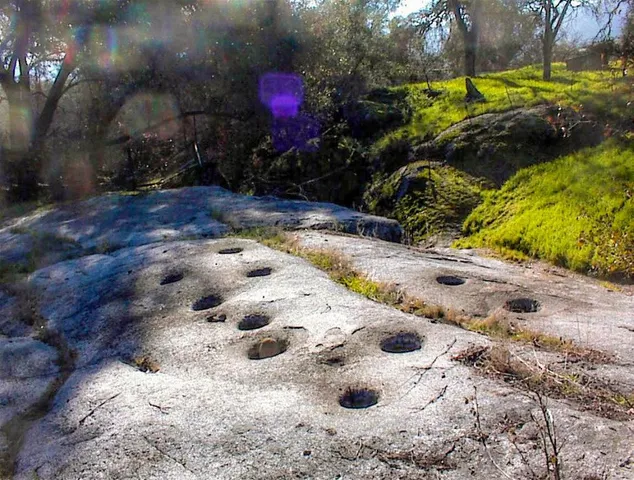 a view of a garden with plants