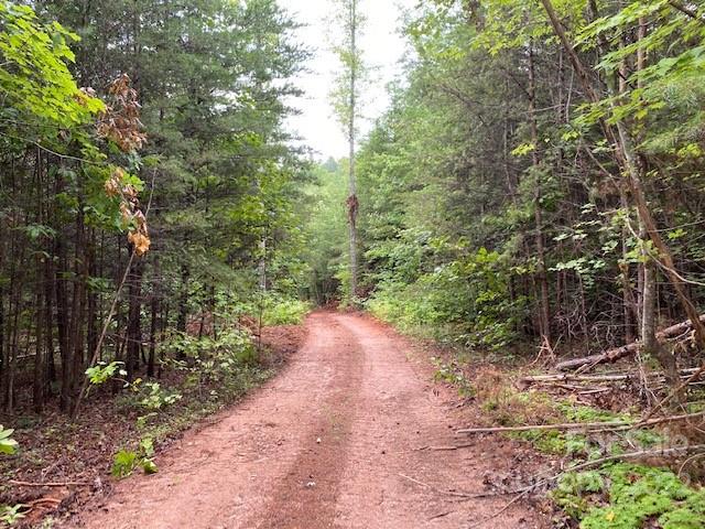 0 Padgett Road Rutherfordton, NC 28139 - Photo 20 of 28 a view of a forest with trees