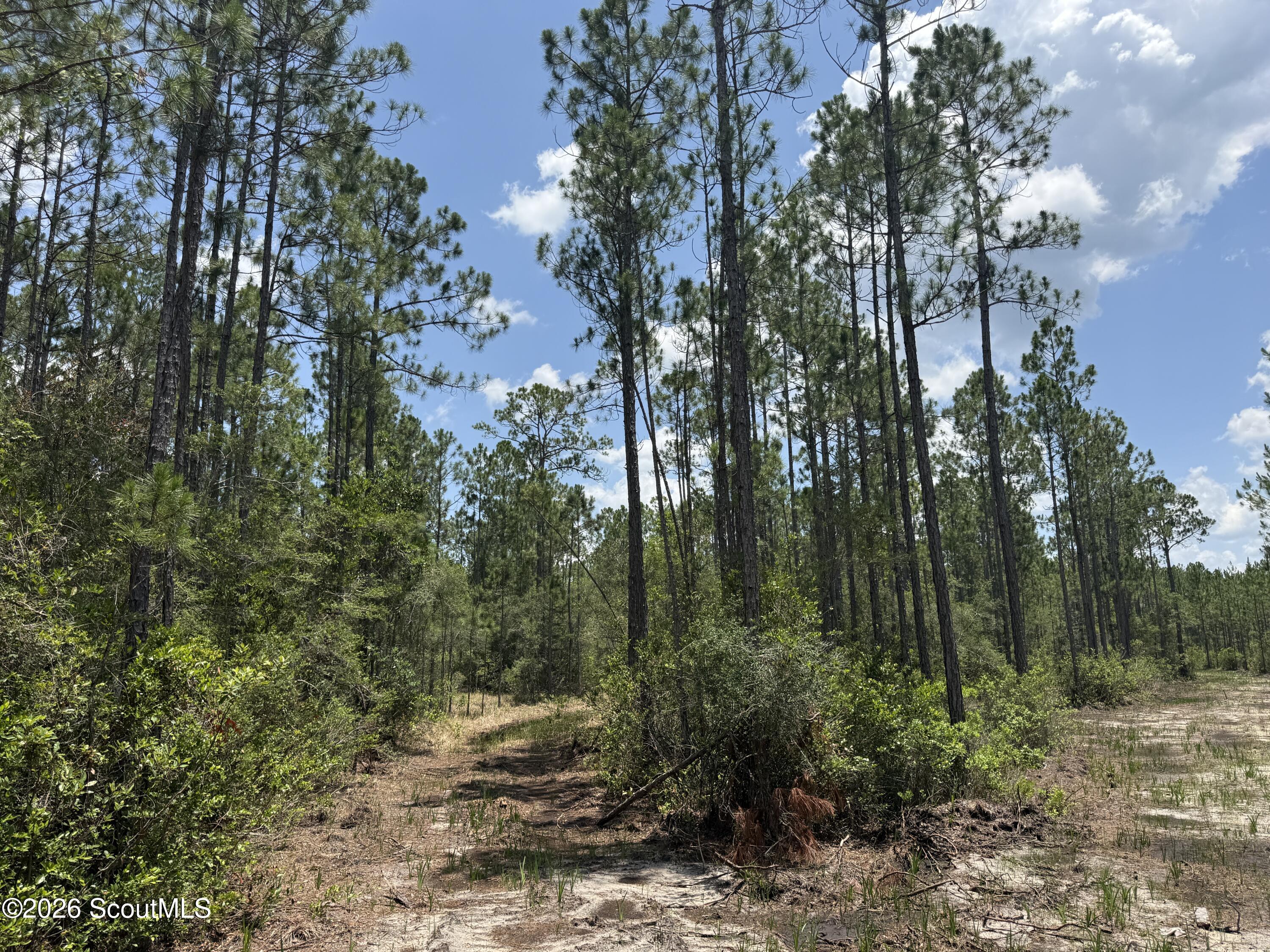 Lot 6 Corbitt Road, Unit LOT 6 Manor, GA 31550 - Photo 2 of 15 IMG_8015