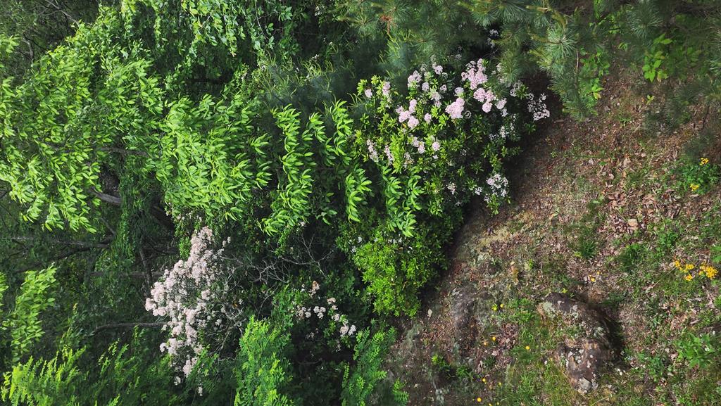 299 Bethabara View Hayesville, NC 28904 - Photo 95 of 131