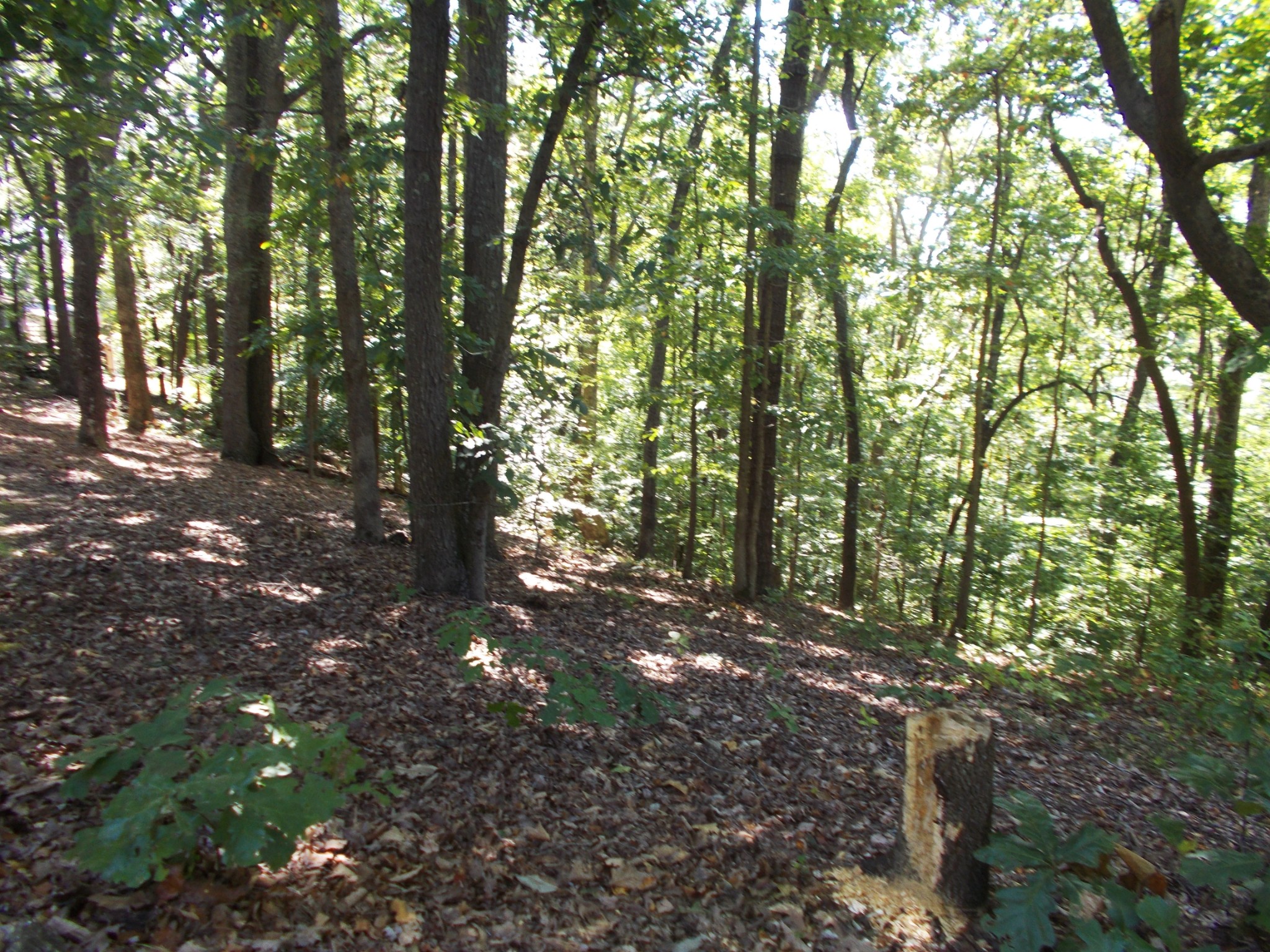 332 Mockingbird Hill Road Eva, TN 38333 - Photo 22 of 27 a backyard of a house with lots of green space