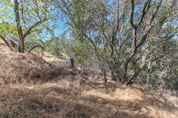 a view of a yard