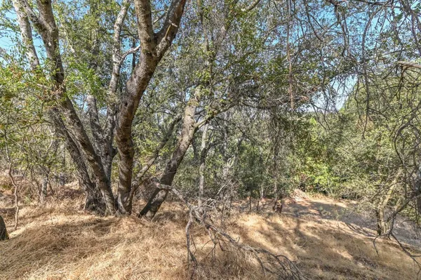 a view of a yard with a tree