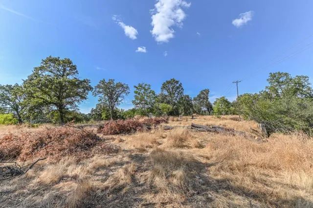 a view of a dry yard with trees