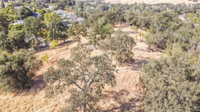 a view of a forest with a tree