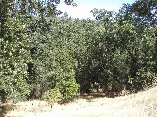 a view of outdoor space with trees all around