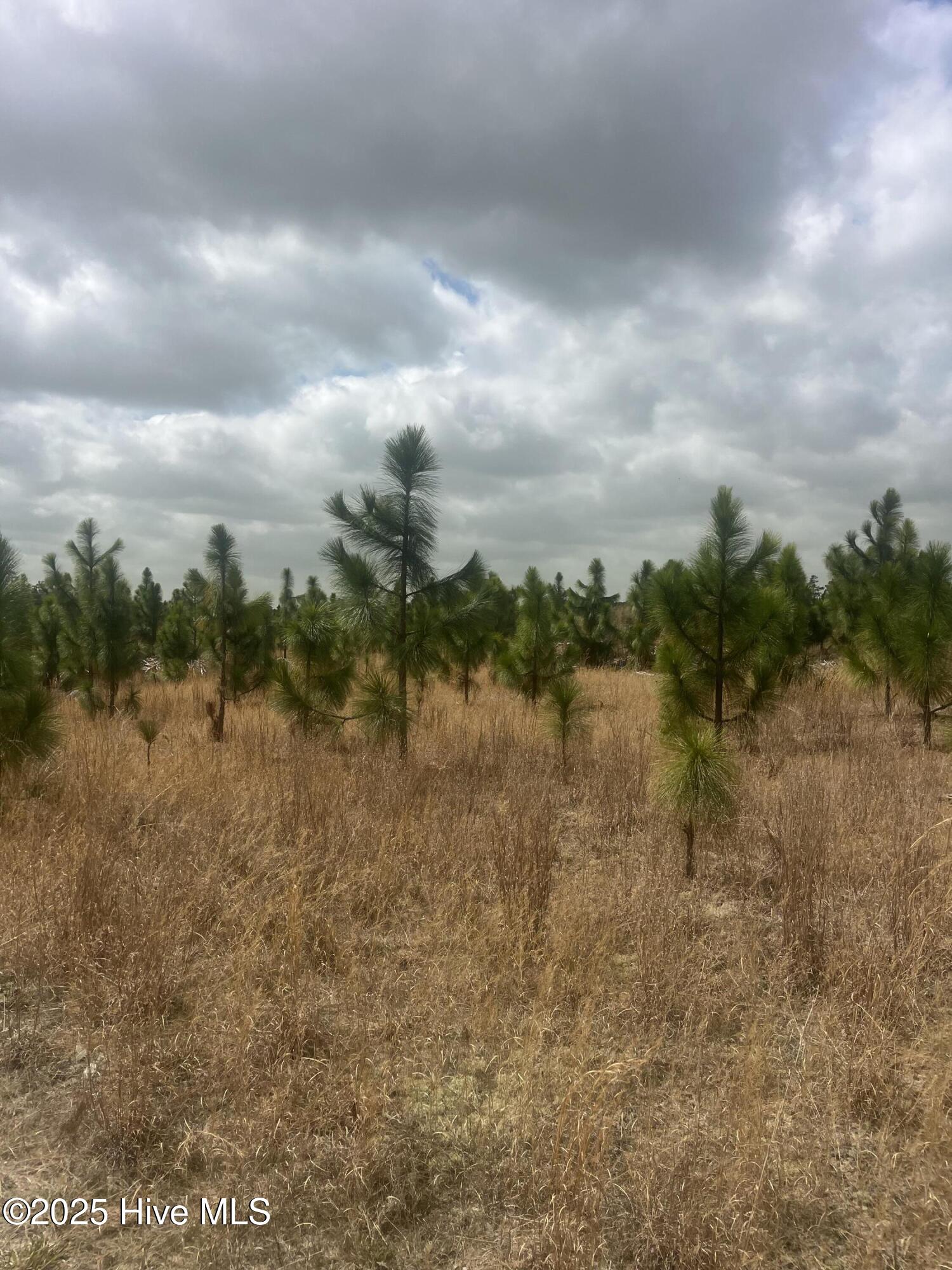 1641 Currie Mill Road Jackson Springs, NC 27281 - Photo 4 of 10 IMG_2191