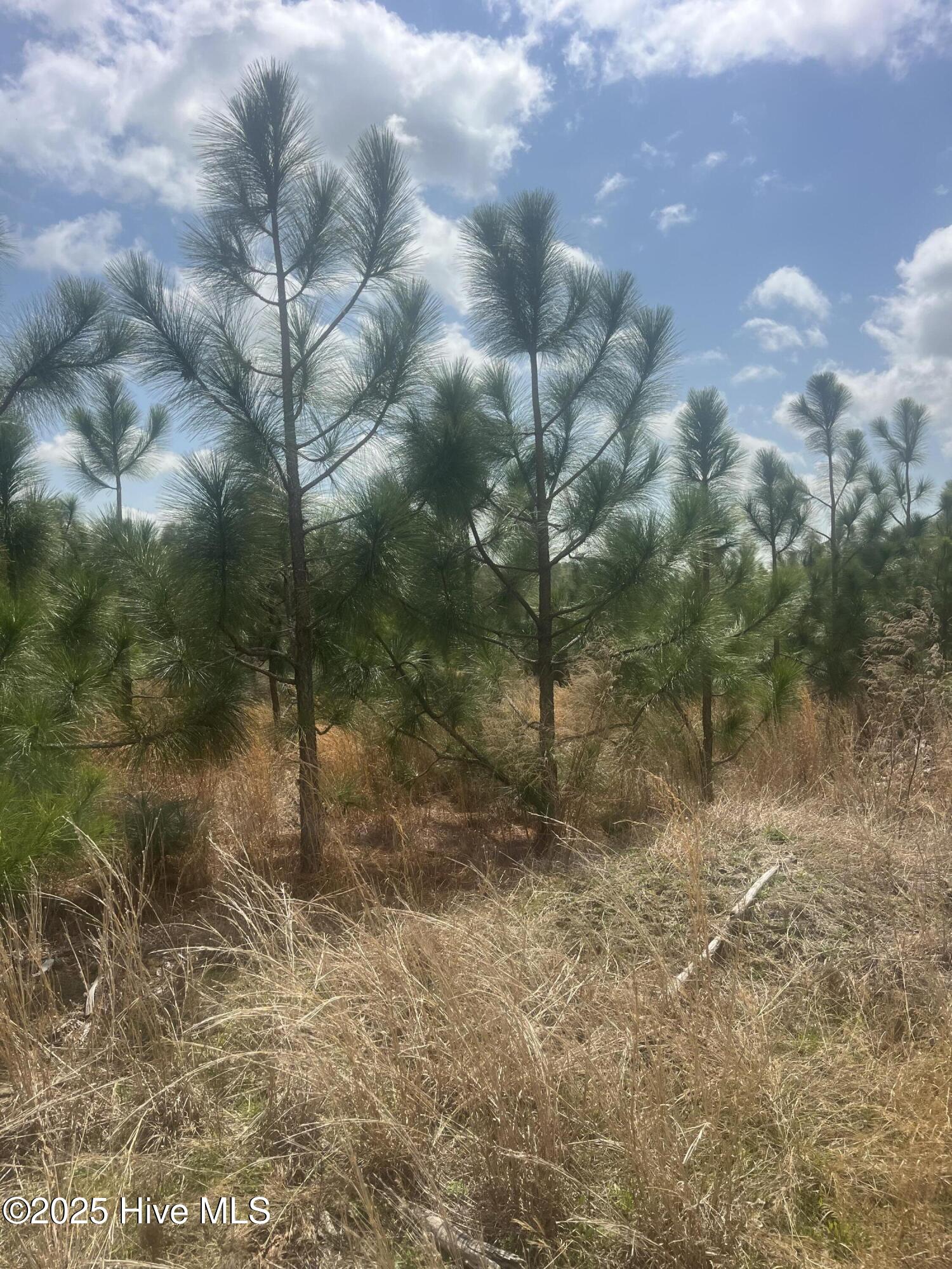 1641 Currie Mill Road Jackson Springs, NC 27281 - Photo 5 of 10 IMG_2192