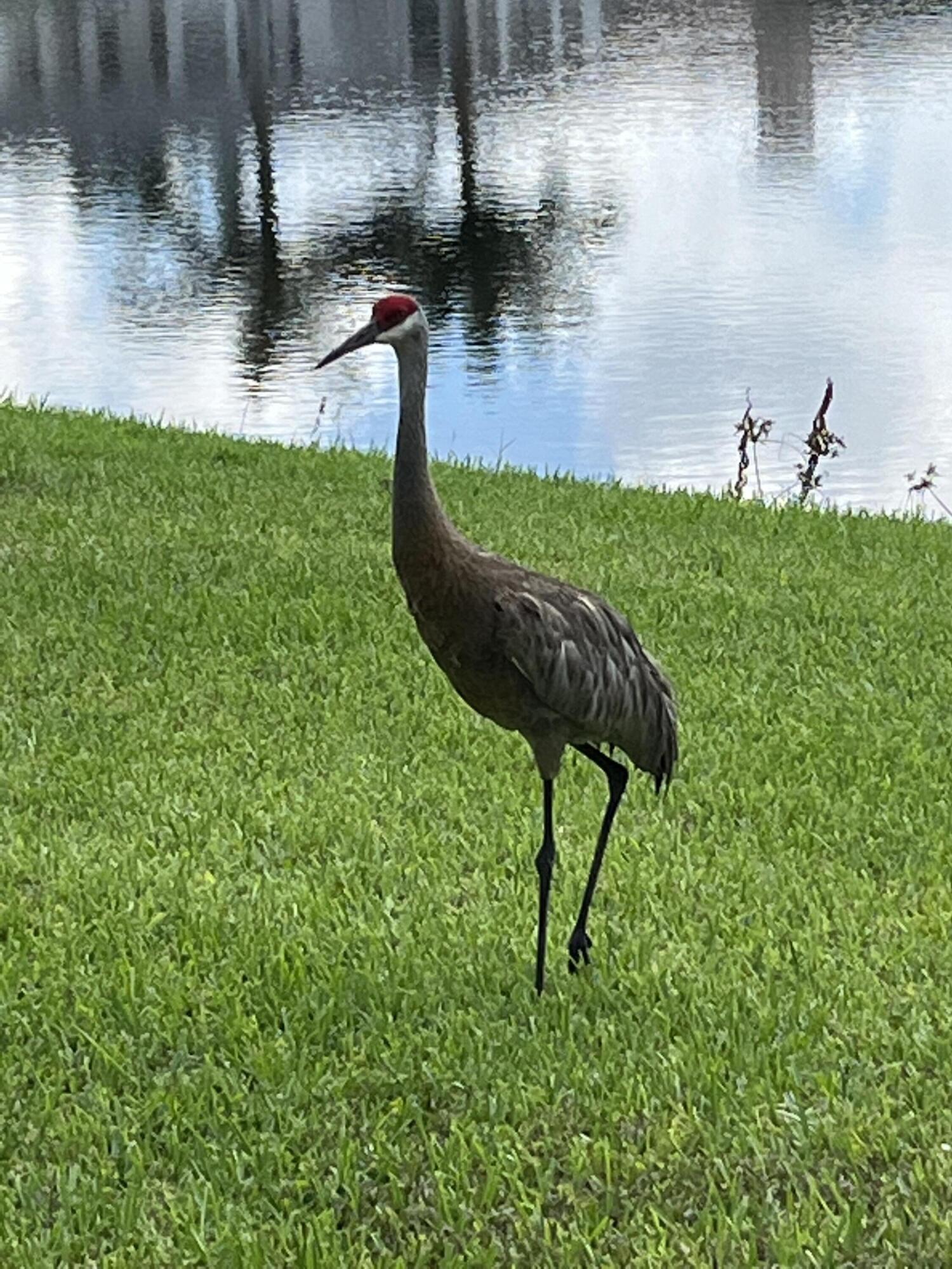 17921 Villa Club Way Boca Raton, FL 33496 - Photo 11 of 64 VCW backyard
