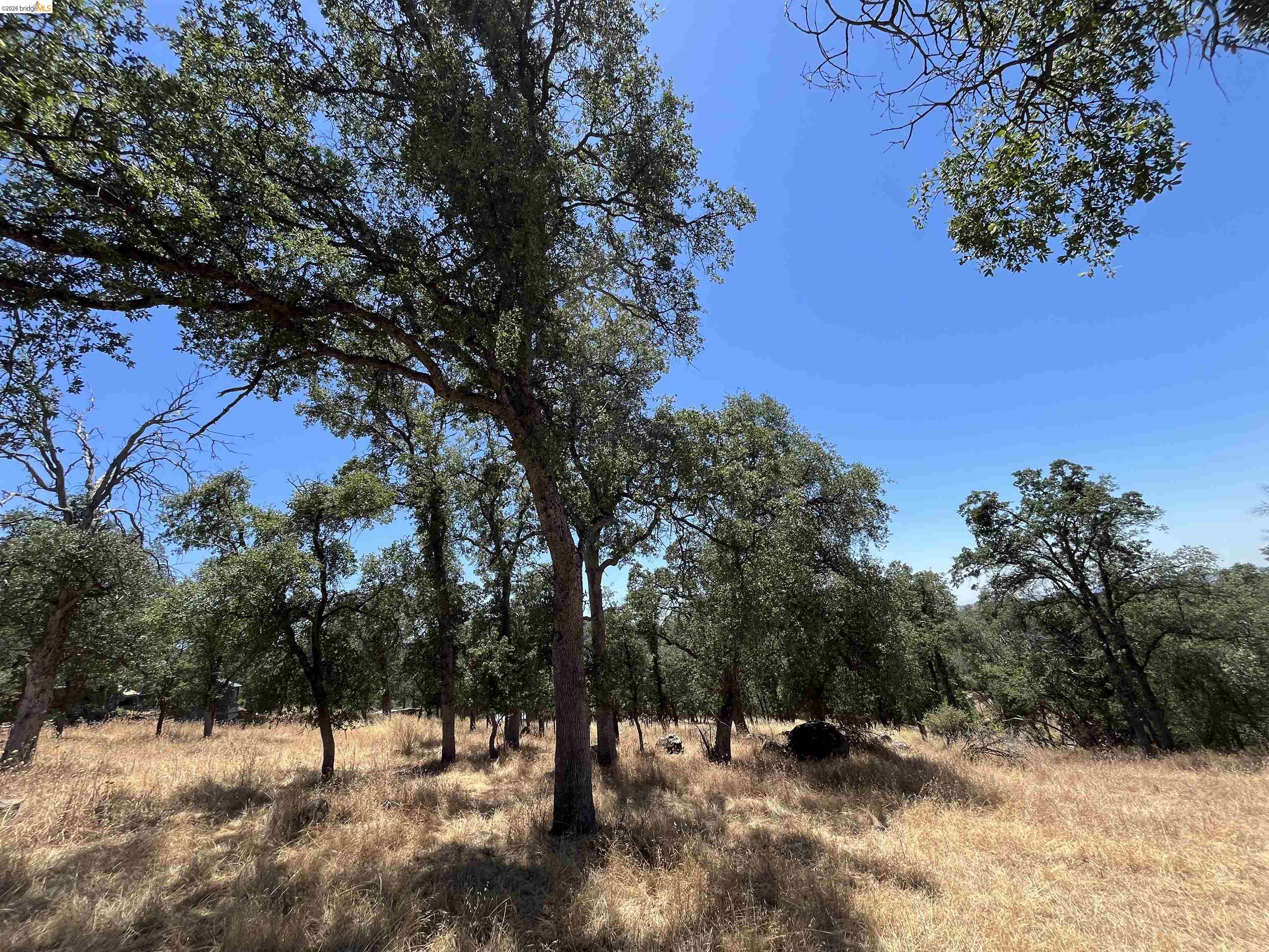 18195 Wards Ferry Road Sonora, CA 95370 - Photo 31 of 67 Expansive land parcel featuring mature trees, natural terrain, and abundant foliage under a clear sky