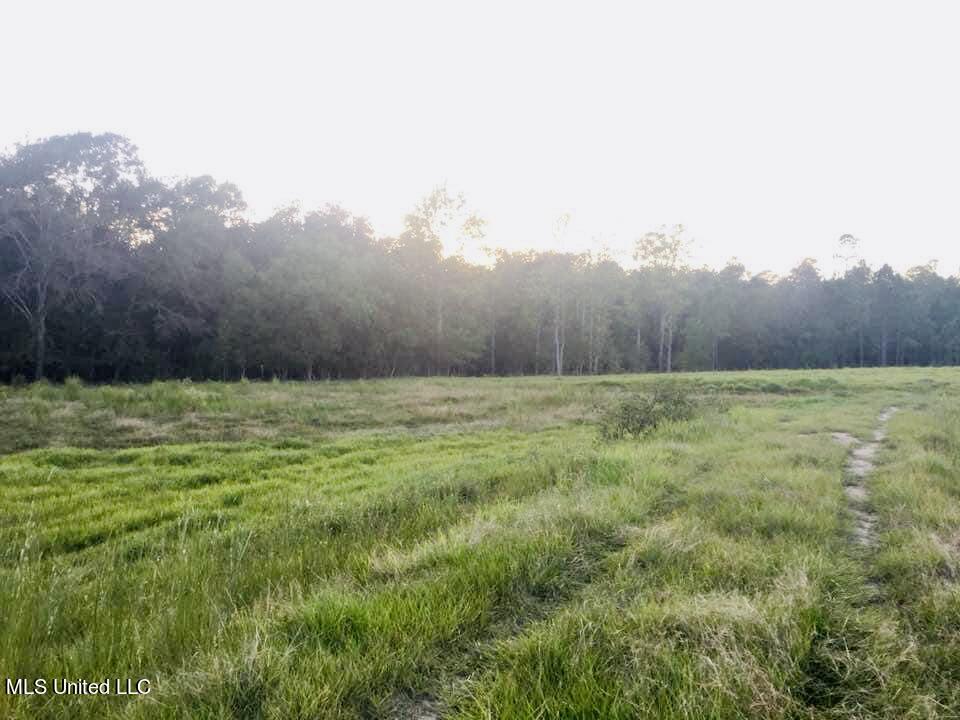 Yellow Bluff Rd Road Lucedale, MS 39452 - Photo 3 of 9 1FB84AD2-7608-47CB-AF55-CCA49517865D