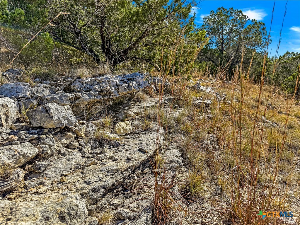 2900 Rocky Ridge Loop Canyon Lake, TX 78133 - Photo 5 of 21 a view of a yard with a tree