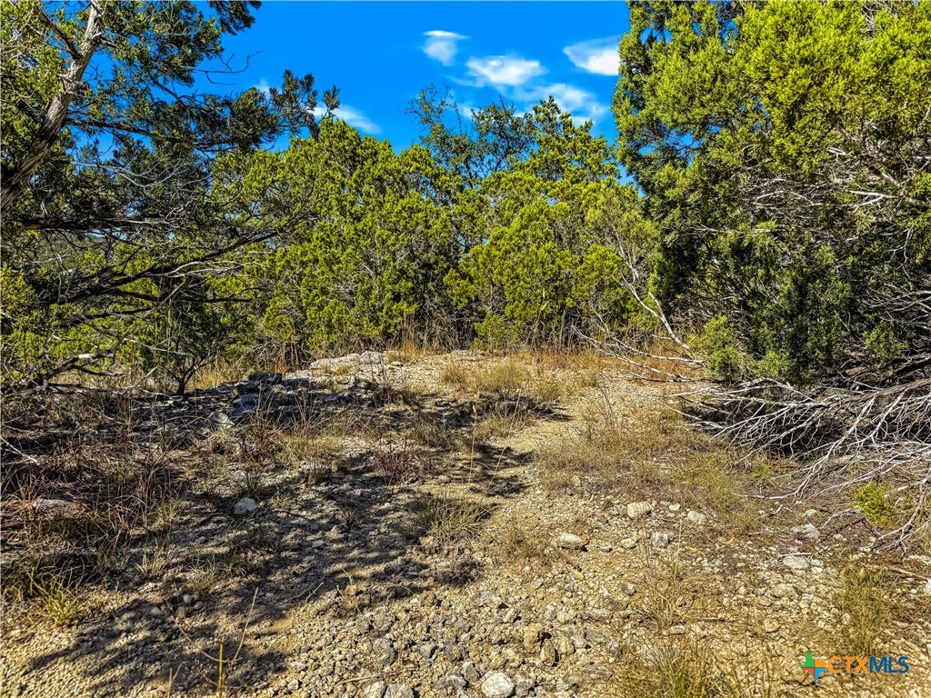 2900 Rocky Ridge Loop Canyon Lake, TX 78133 - Photo 8 of 21 a view of a plants with yard