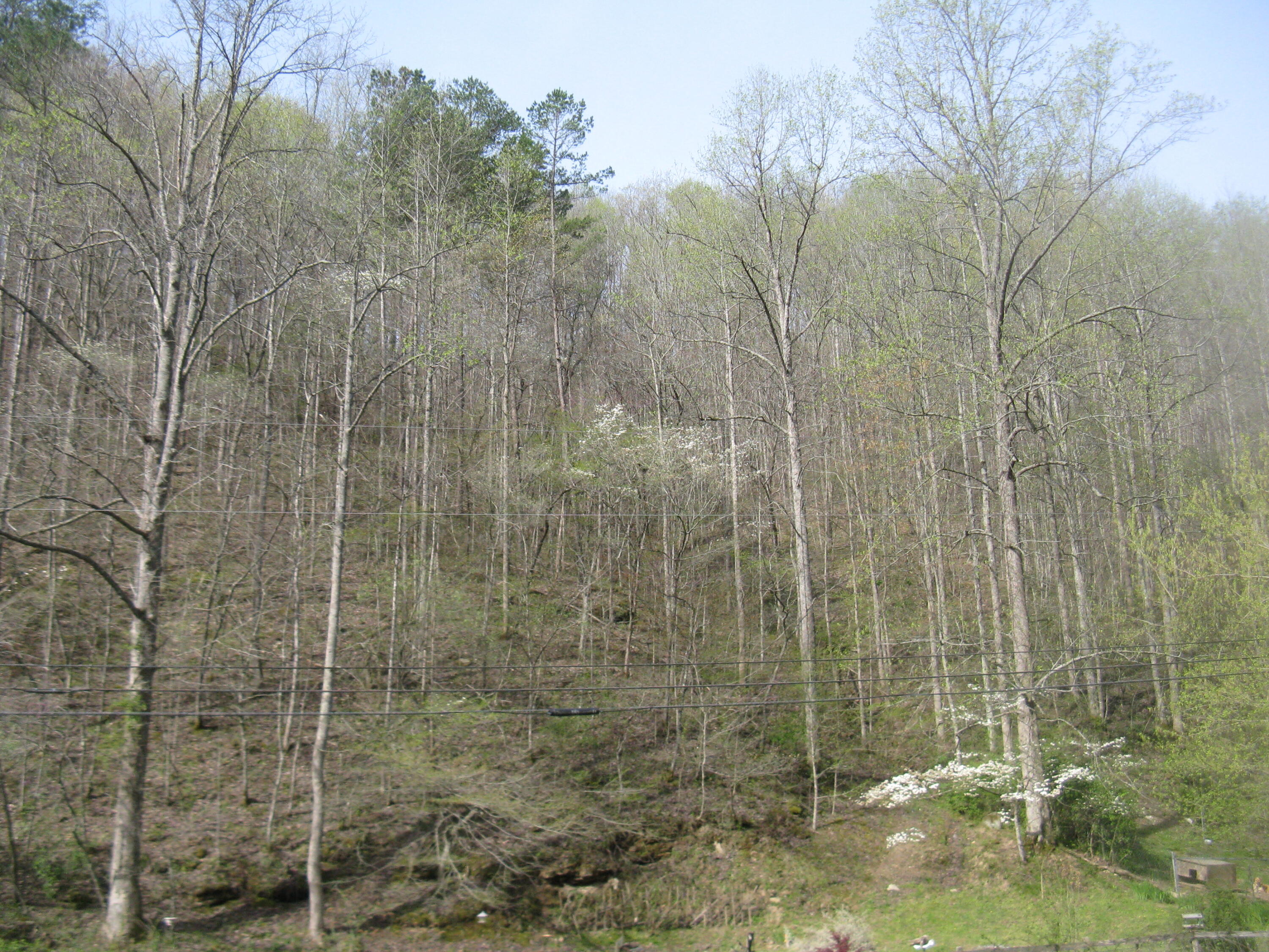 4698 Ells Br Road Manchester, KY 40962 - Photo 1 of 3 Hill Woods