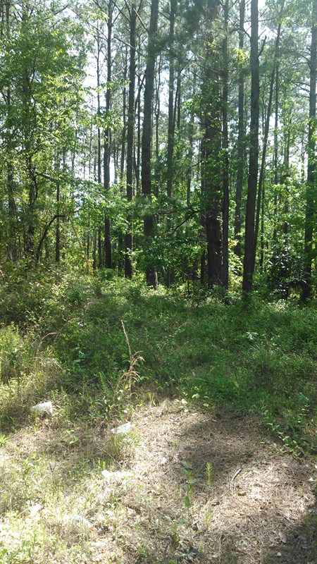 1 Industrial Park Road Abbeville, AL 36310 - Photo 1 of 1
