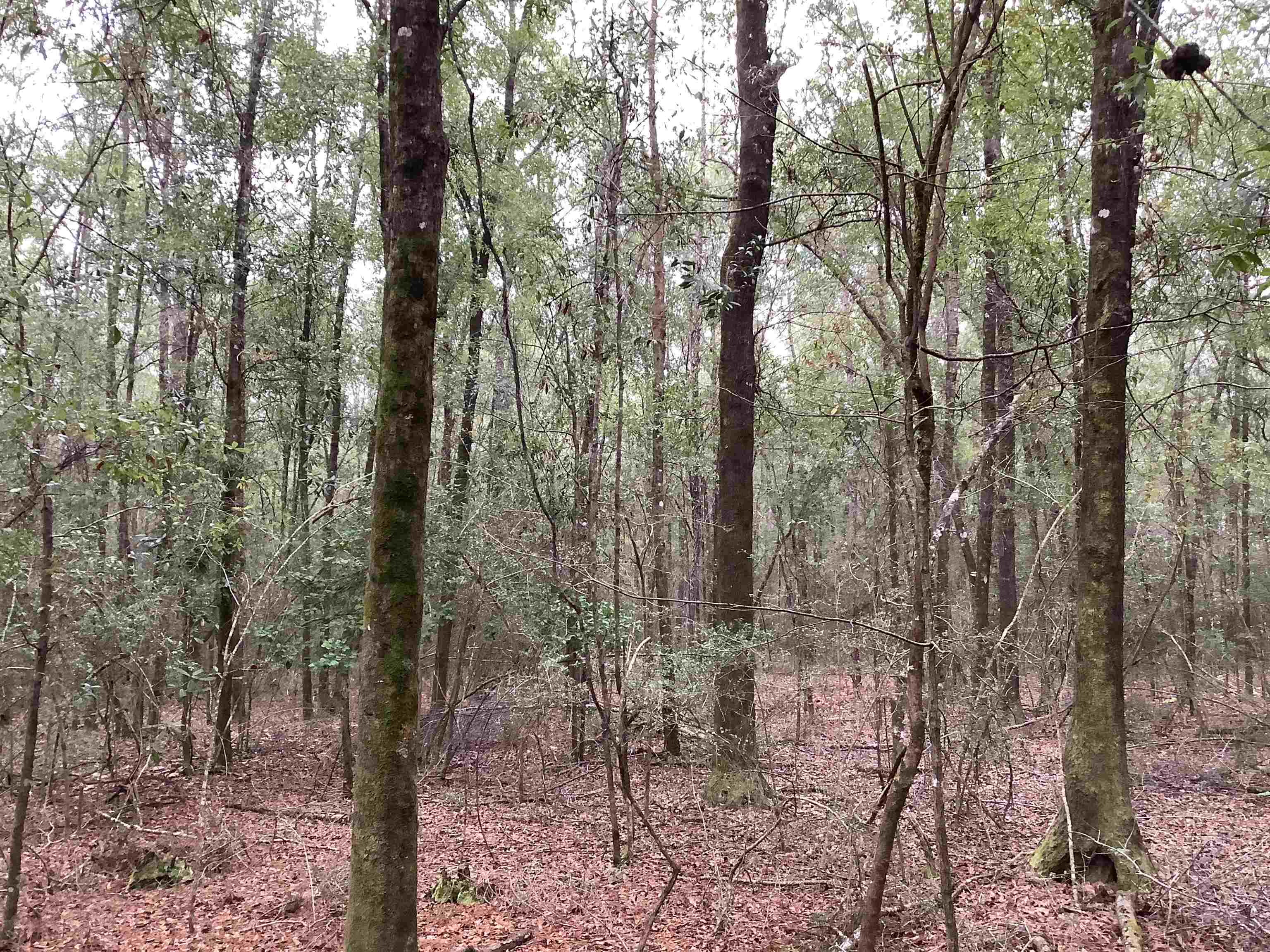 20740 Ray Armstrong Road Andalusia, AL 36421 - Photo 21 of 48 Gallery Image 21