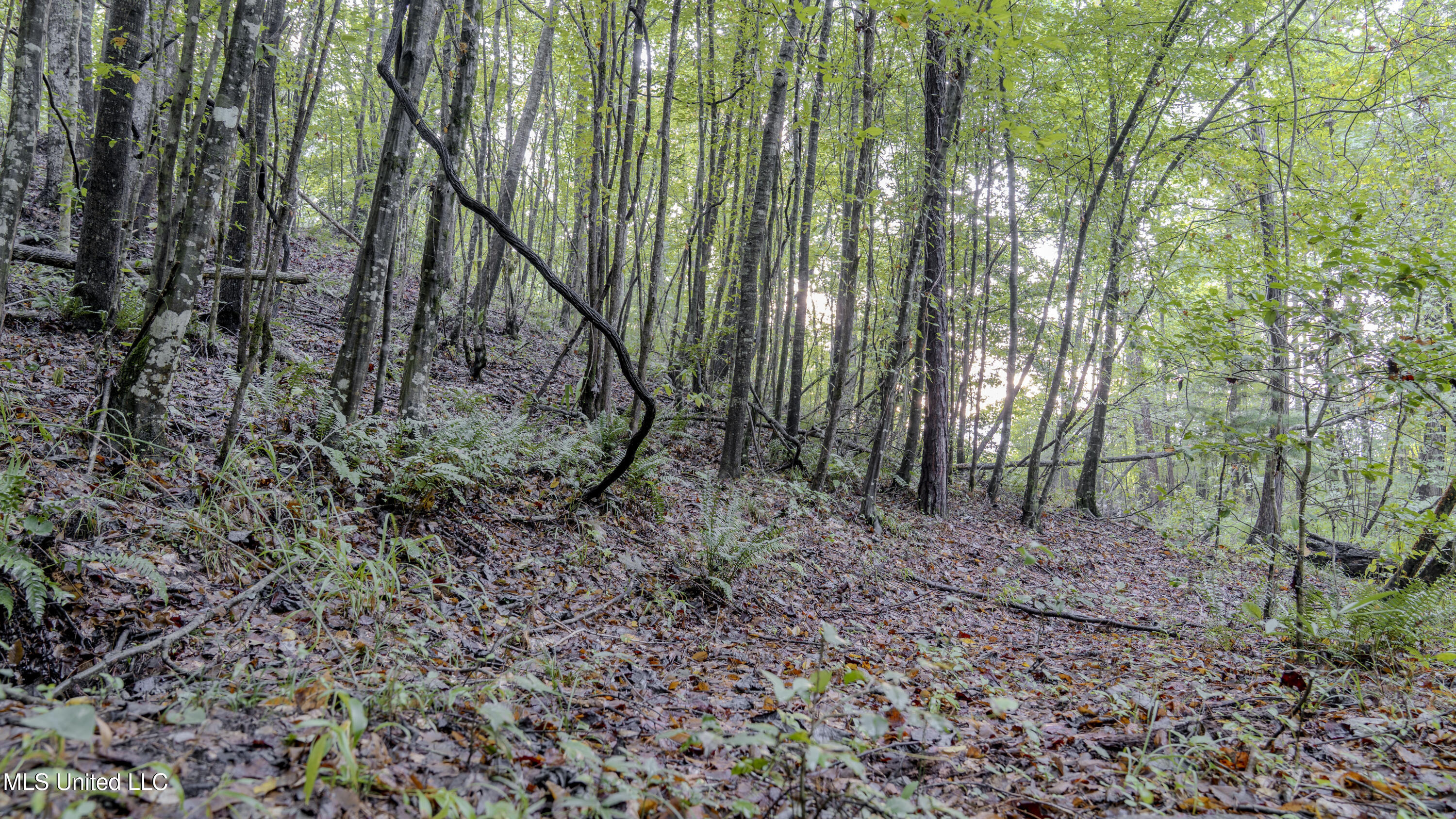 Airport Road Newton, MS 39345 - Photo 12 of 50 15MB-MLS Site-46