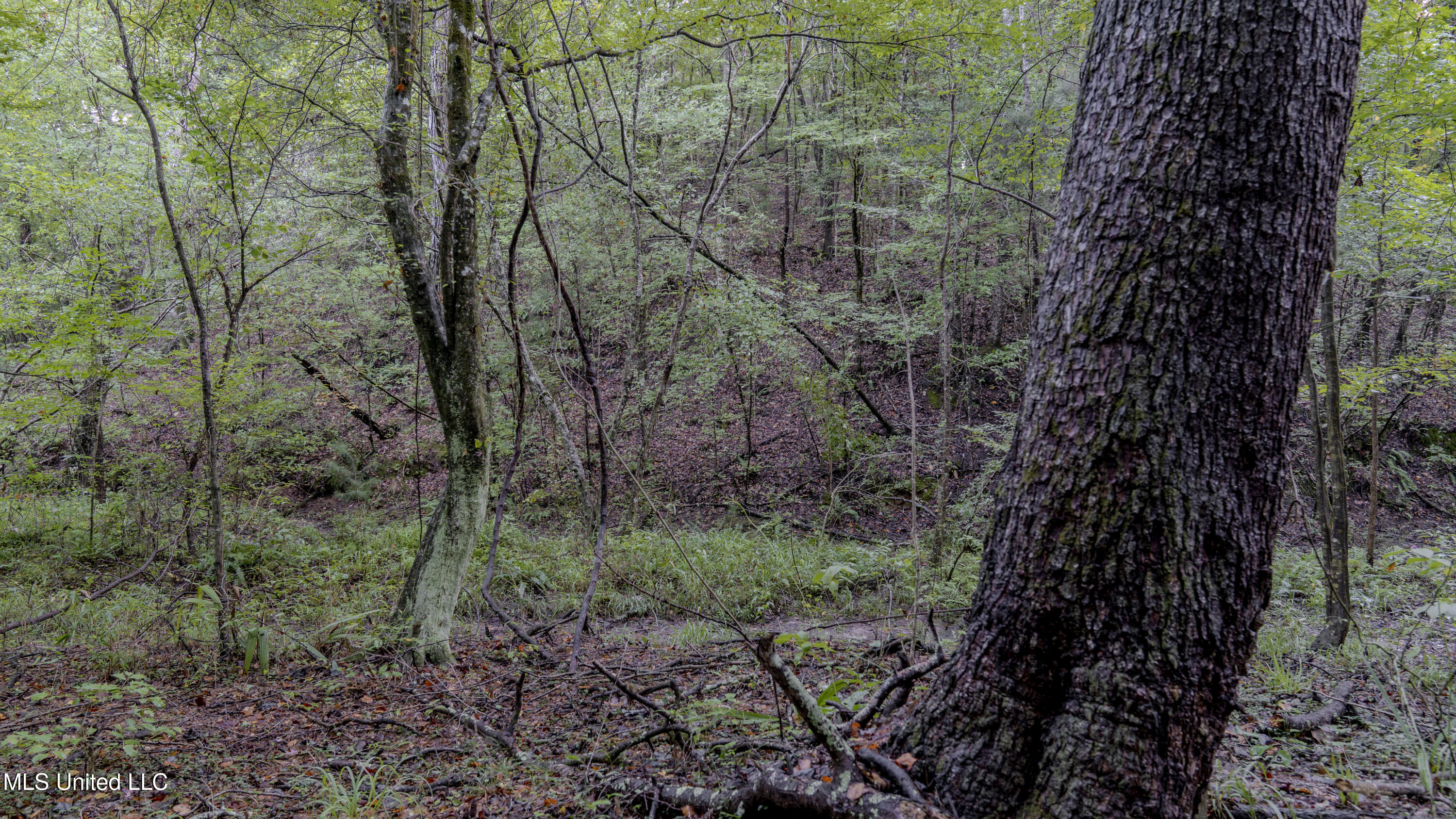 Airport Road Newton, MS 39345 - Photo 16 of 50 15MB-MLS Site-37