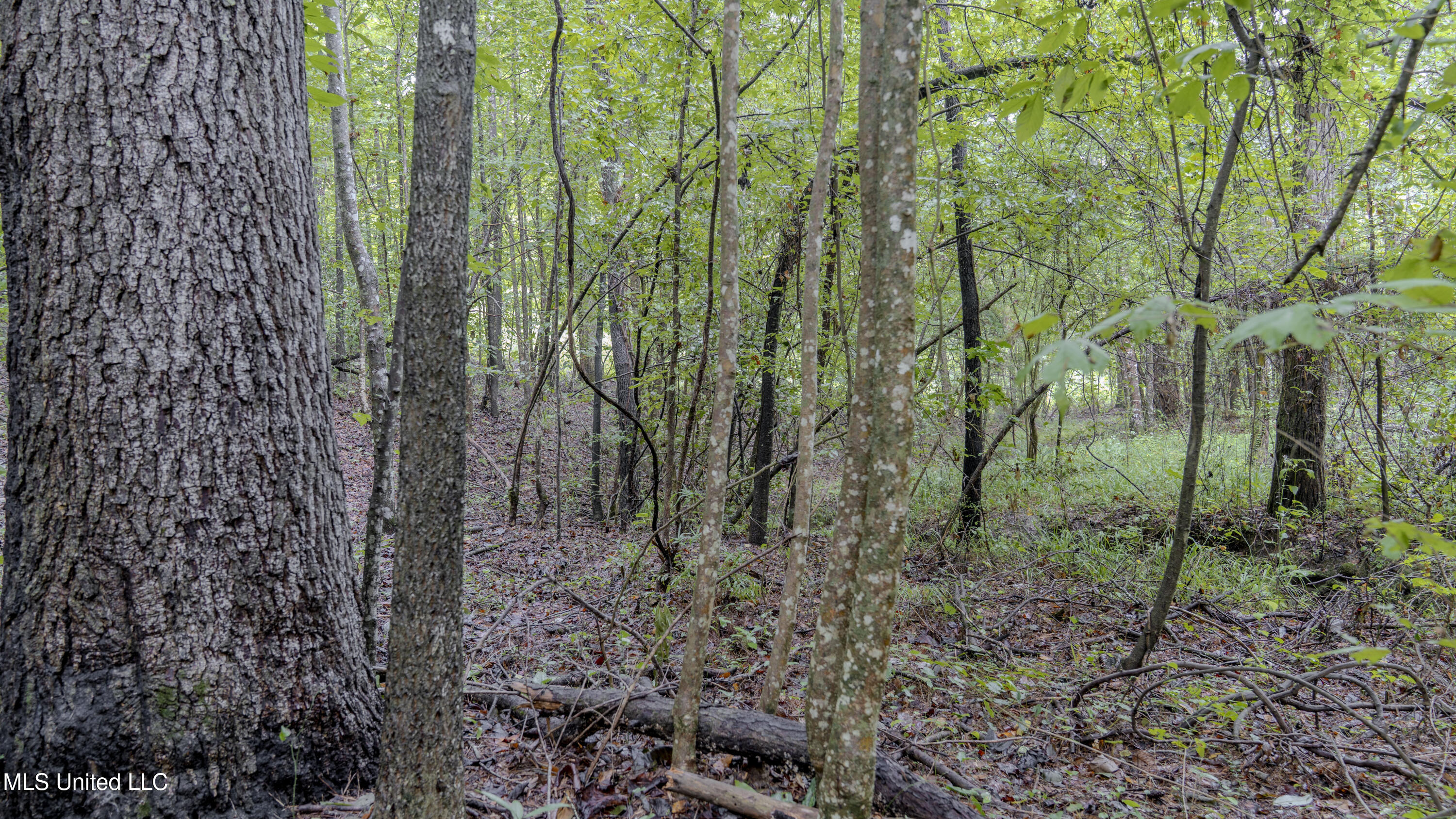 Airport Road Newton, MS 39345 - Photo 21 of 50 15MB-MLS Site-34