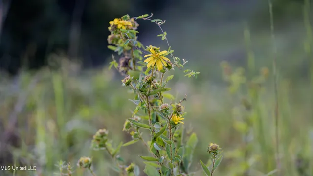 $176,640 | Airport Road, Newton, MS 39345