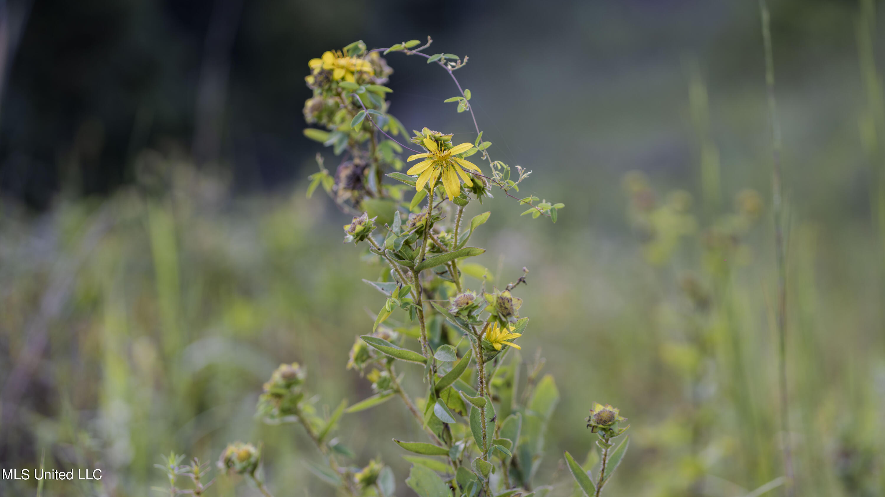 Airport Road Newton, MS 39345 - Photo 50 of 50 15MB-MLS Site-05