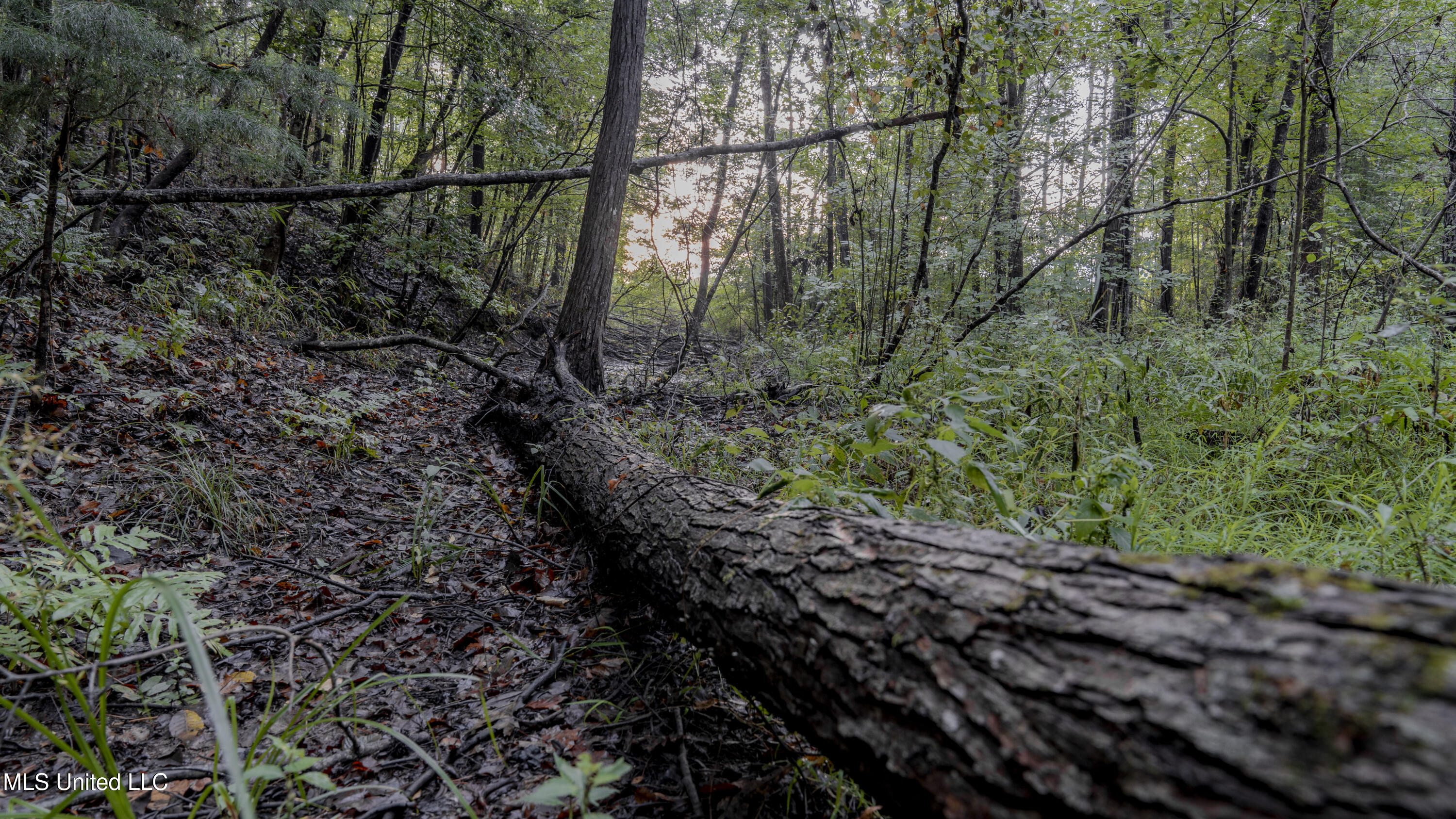 Airport Road Newton, MS 39345 - Photo 10 of 50 15MB-MLS Site-48