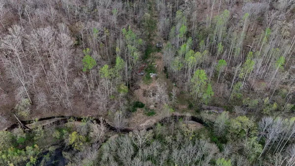a view of a forest with a tree