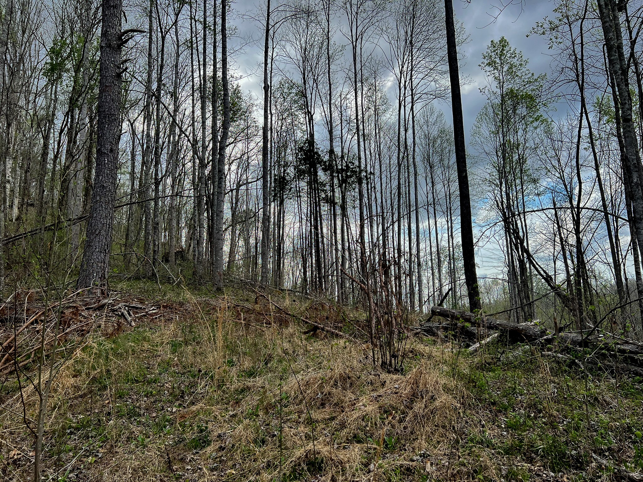 1755 Williams Road Centerville, TN 37033 - Photo 21 of 23 a view of backyard with green space