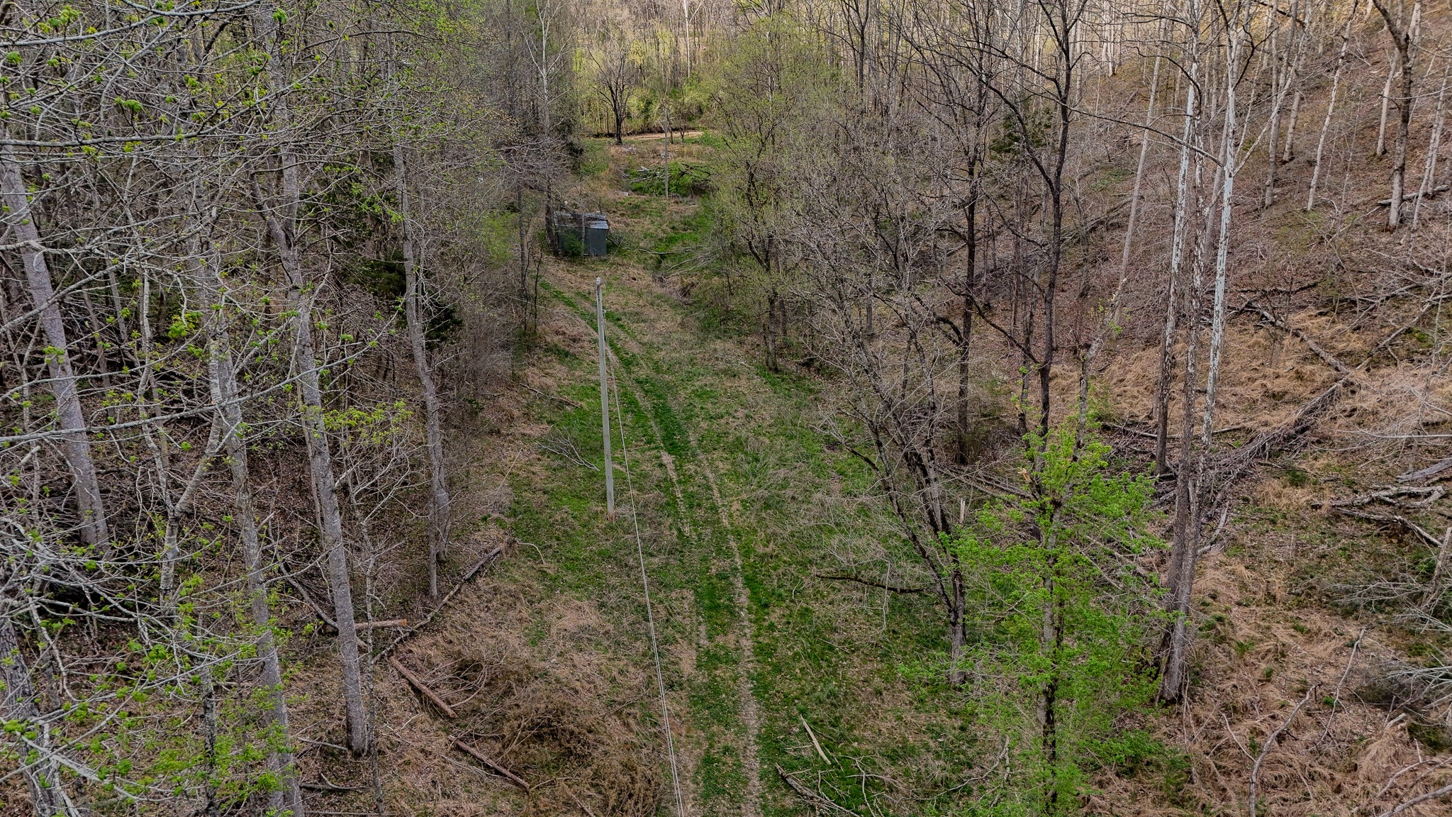 1755 Williams Road Centerville, TN 37033 - Photo 23 of 23 a view of a forest with a tree