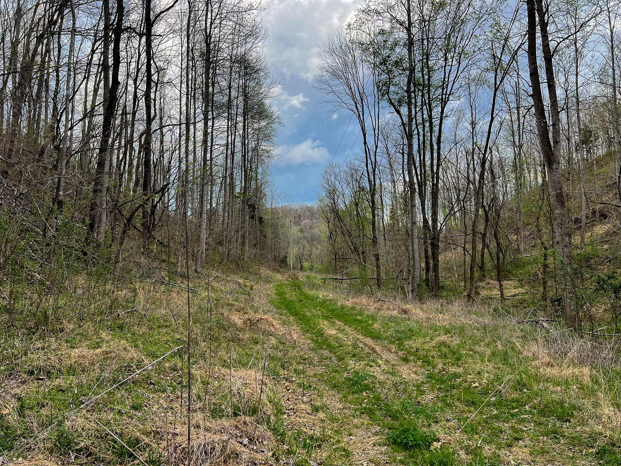 1755 Williams Road Centerville, TN 37033 - Photo 9 of 23 a view of outdoor space with trees