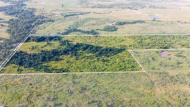 a view of a yard with plants and large trees