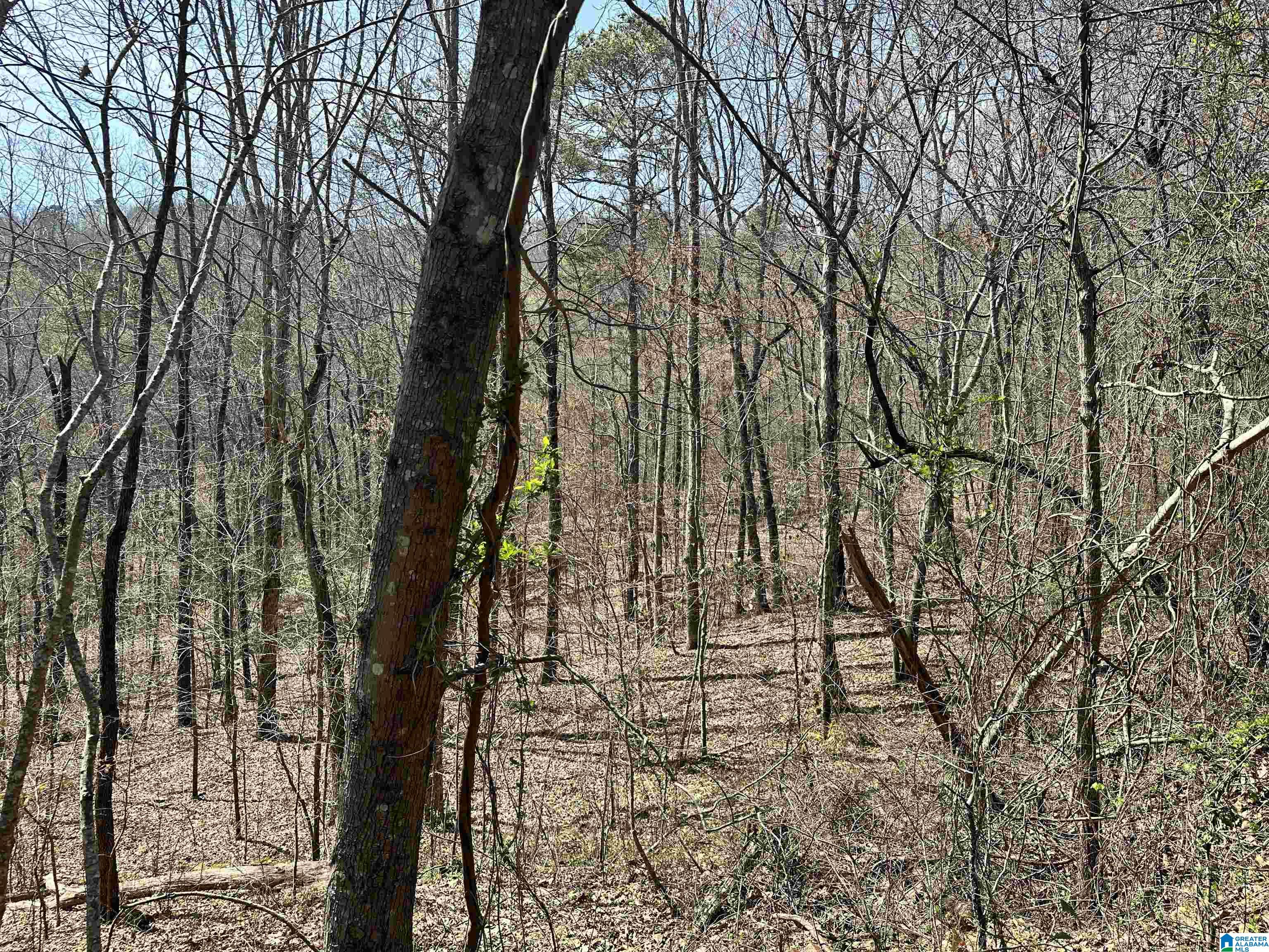 0 Walkers Gap Road Springville, AL 35146 - Photo 7 of 15