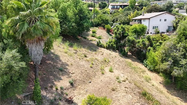 a view of a yard with plants and large trees